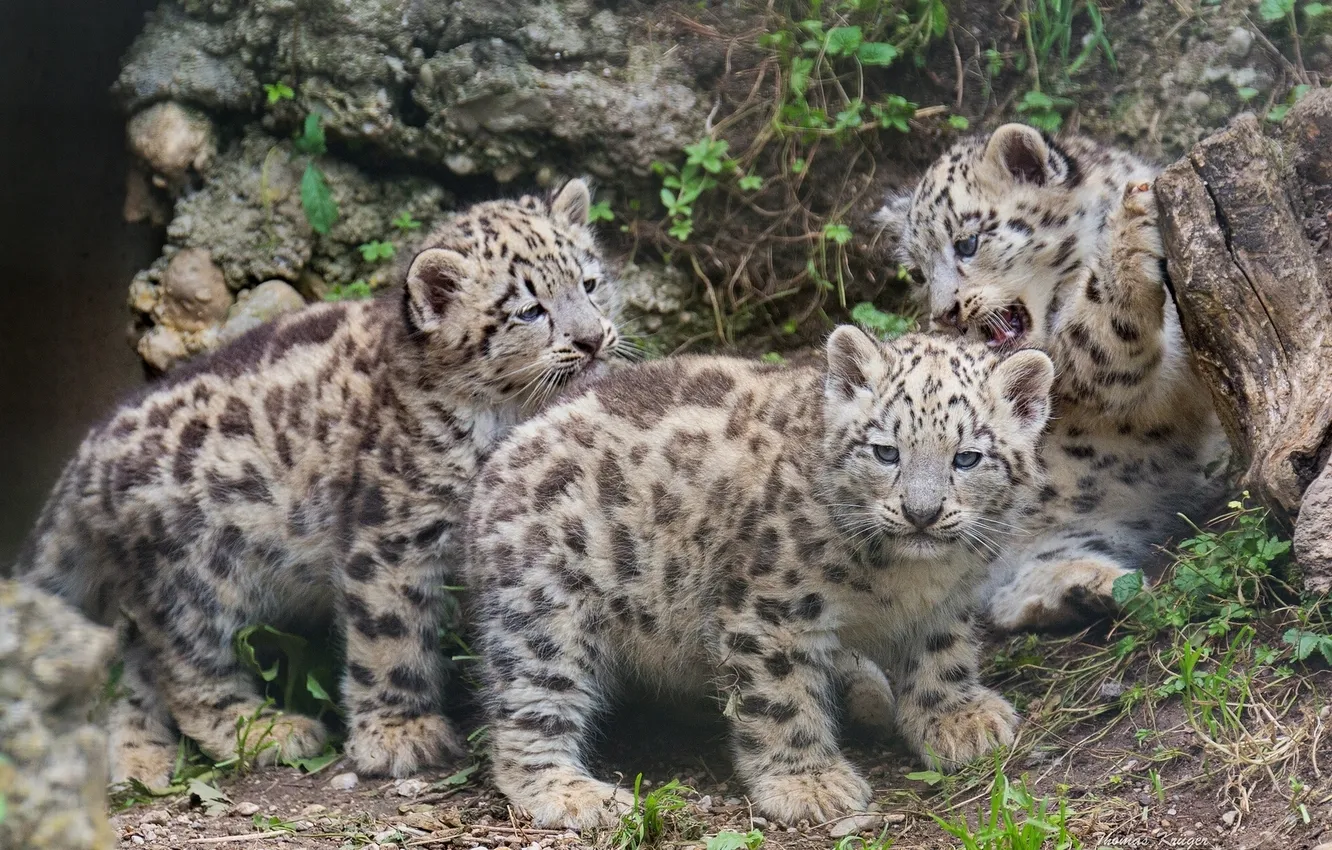 Photo wallpaper kittens, IRBIS, snow leopard