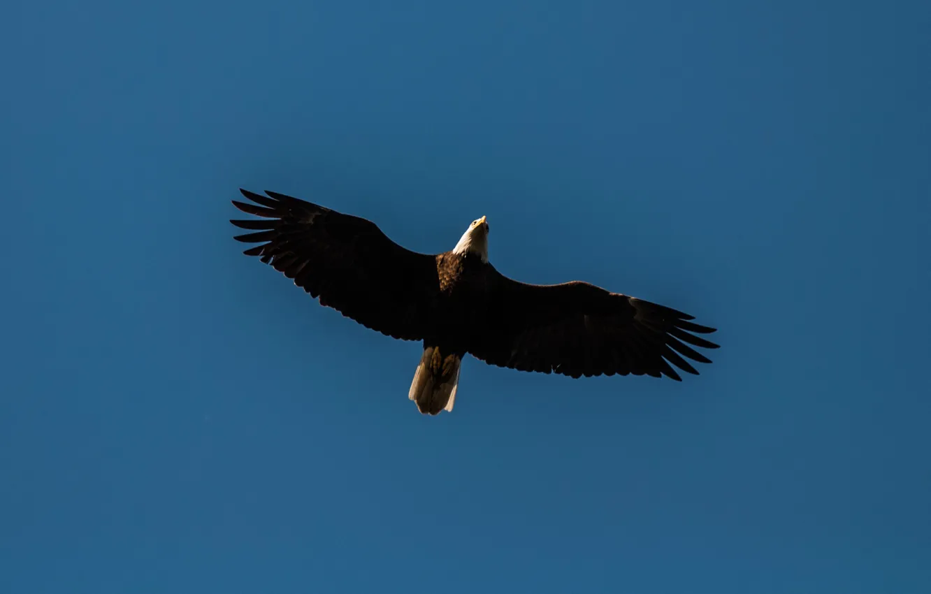 Photo wallpaper flight, bird, bald eagle, bald eagle