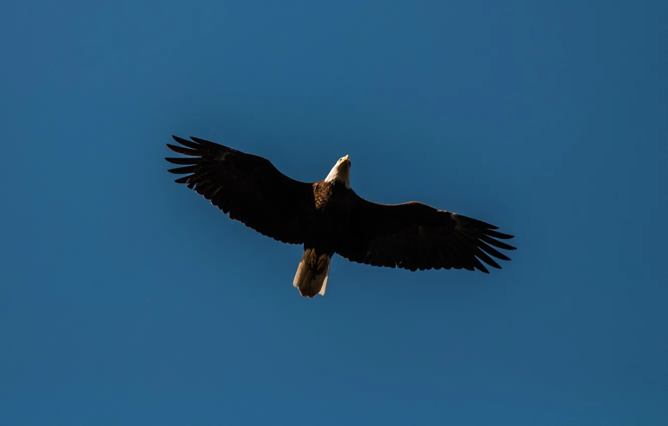 Photo wallpaper bird, flight, Bald Eagle, Bald Eagle