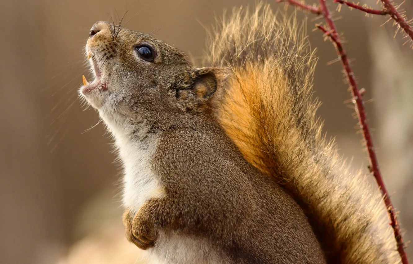 Photo wallpaper animal, protein, shouts