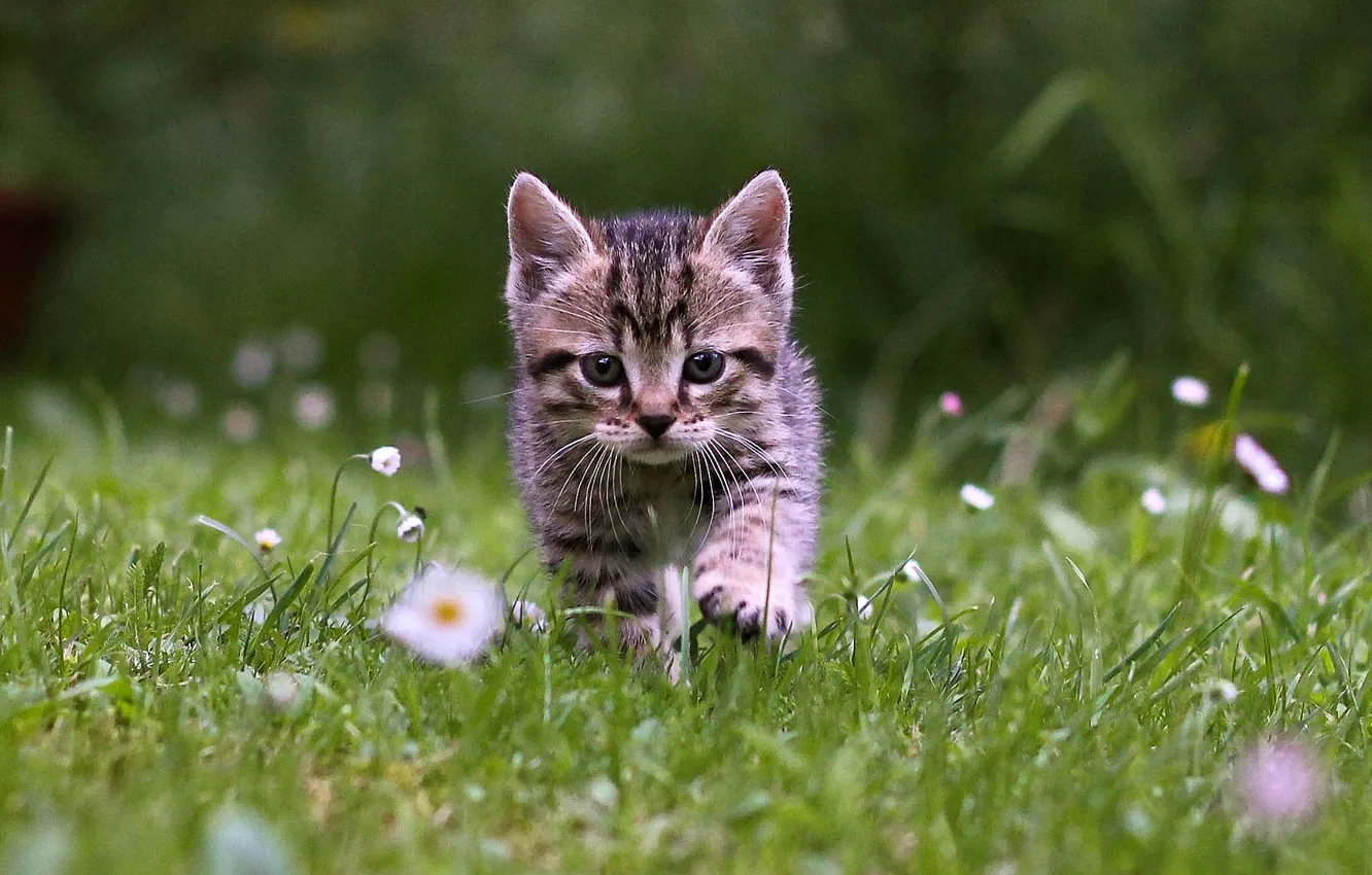 Photo wallpaper grass, kitten, cat