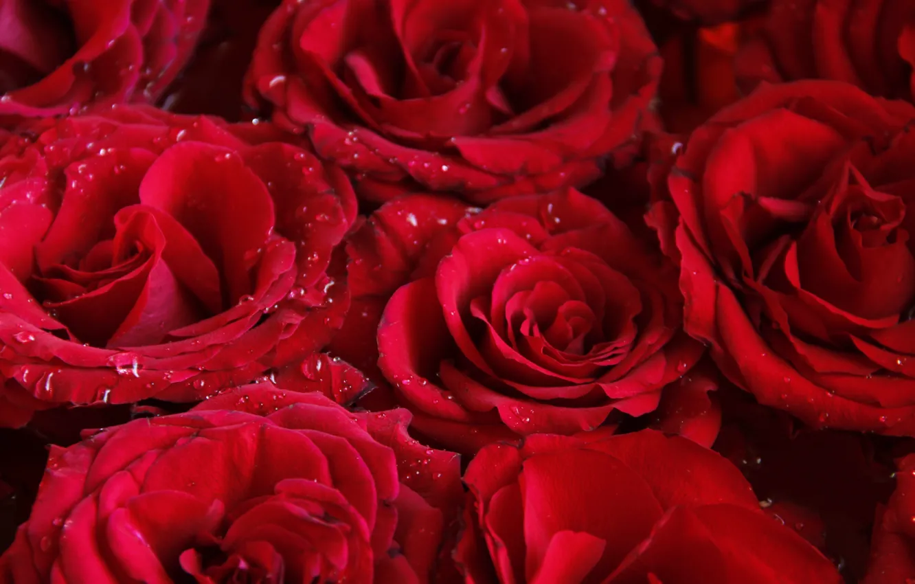 Photo wallpaper flowers, droplets, background, Wallpaper, plant, roses, petals, red