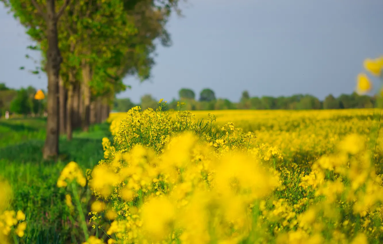 Photo wallpaper yellow, flowers, blur, trees, rape, bokeh, field, the sky