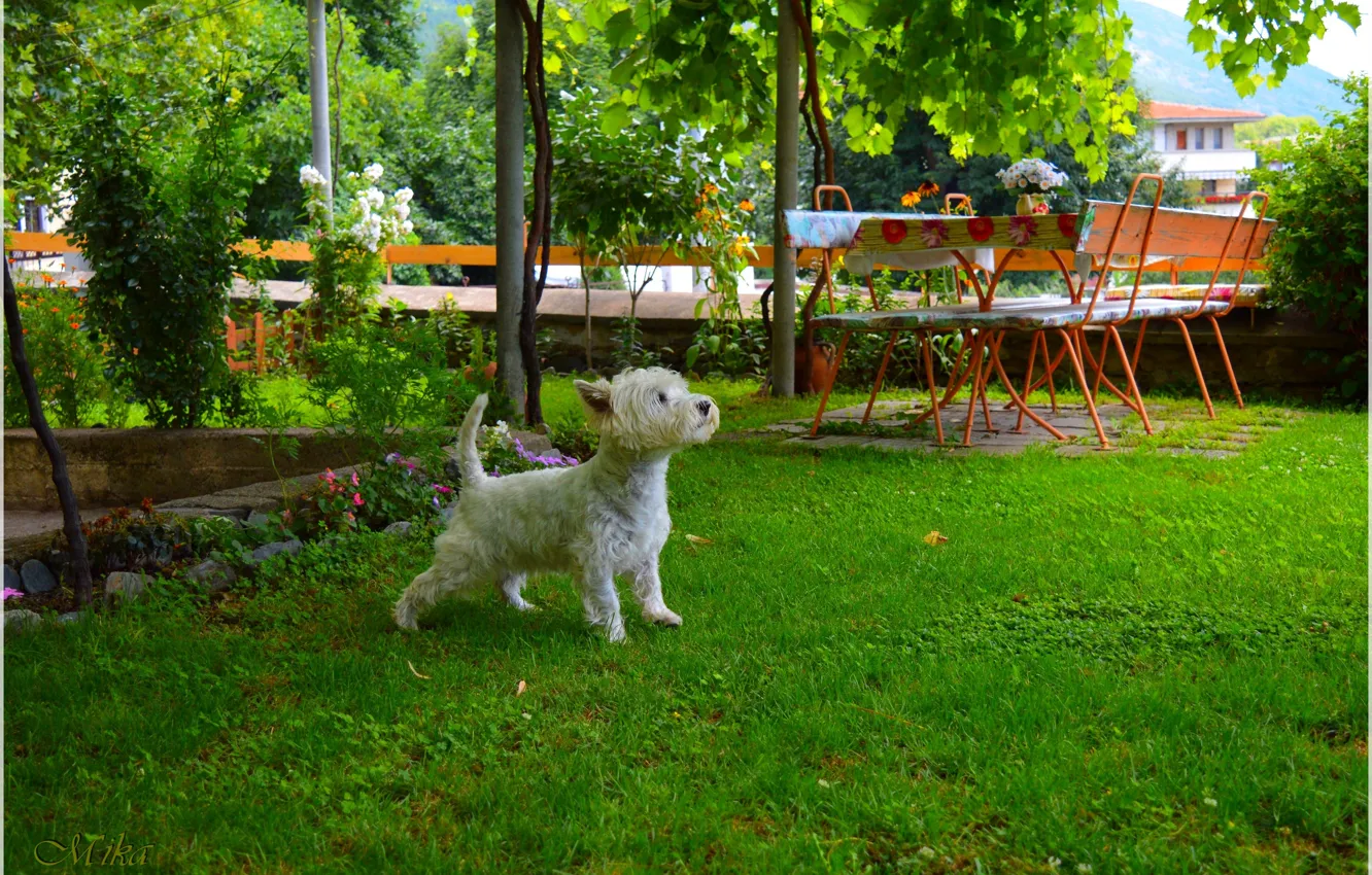 Photo wallpaper Dog, Dog, Yard, The West highland white Terrier