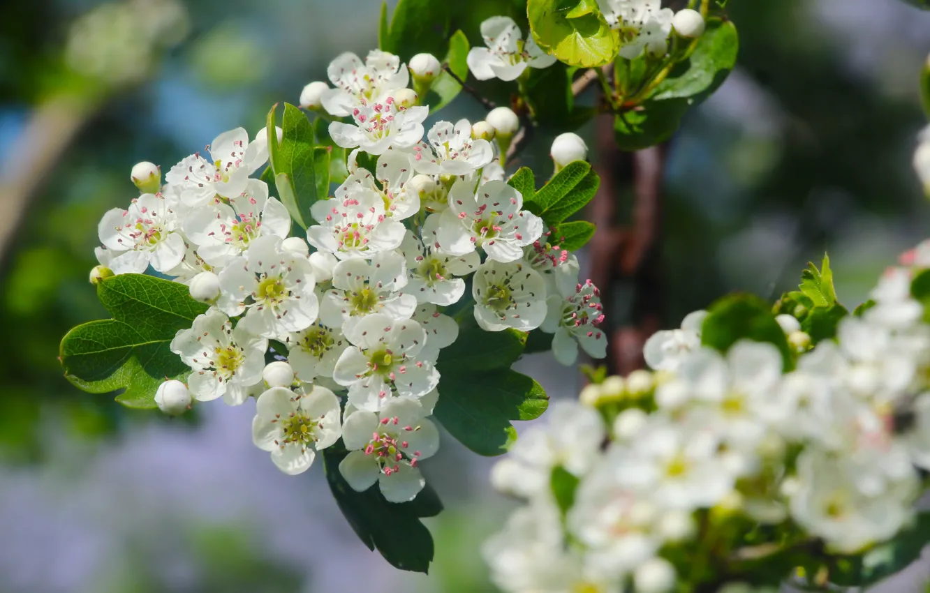 Photo wallpaper white, flower, spring