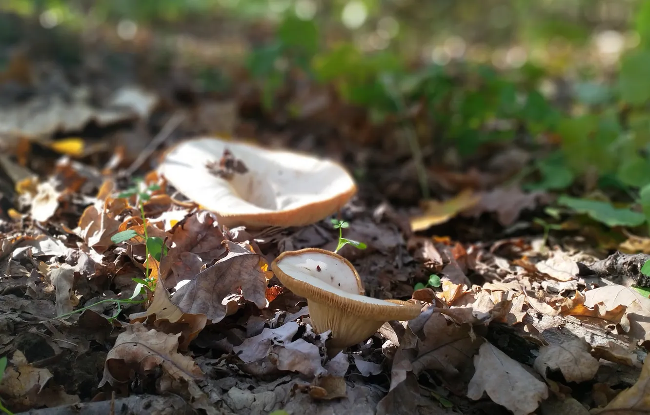Photo wallpaper grass, background, mushrooms, Oak leaves