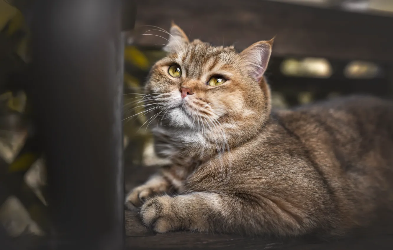 Photo wallpaper pose, cat, look, face, cat