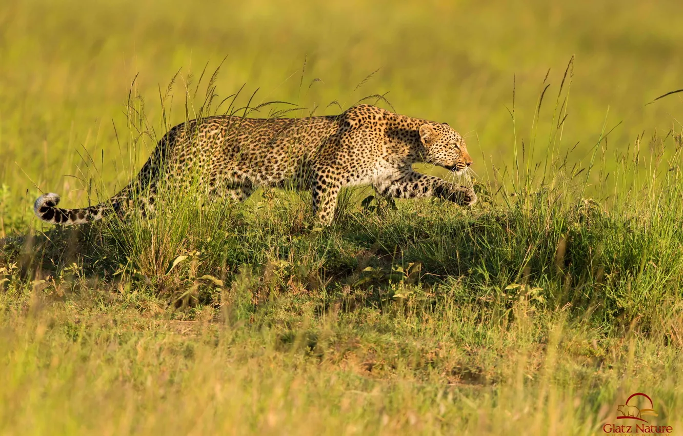 Photo wallpaper predator, leopard, Savannah, hunting