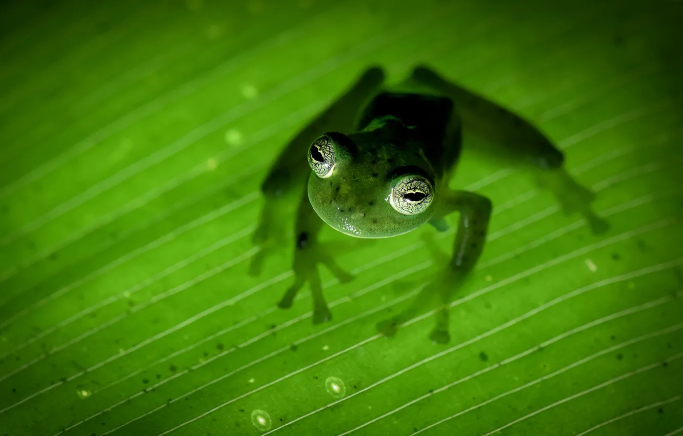 Photo wallpaper nature, Costa Rica, amphibian, frog-Ghost