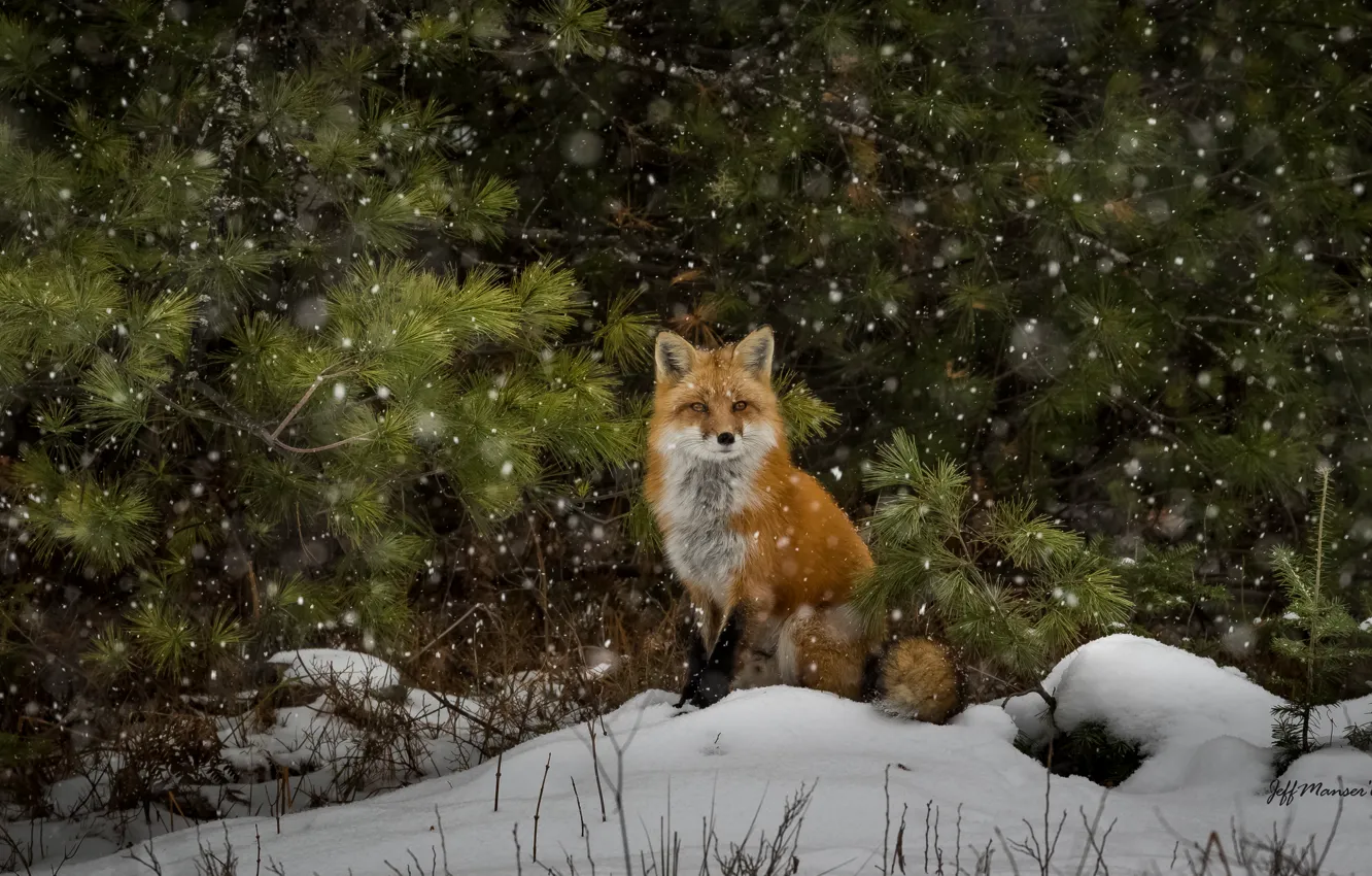 Photo wallpaper snow, Fox, forest, wildlife