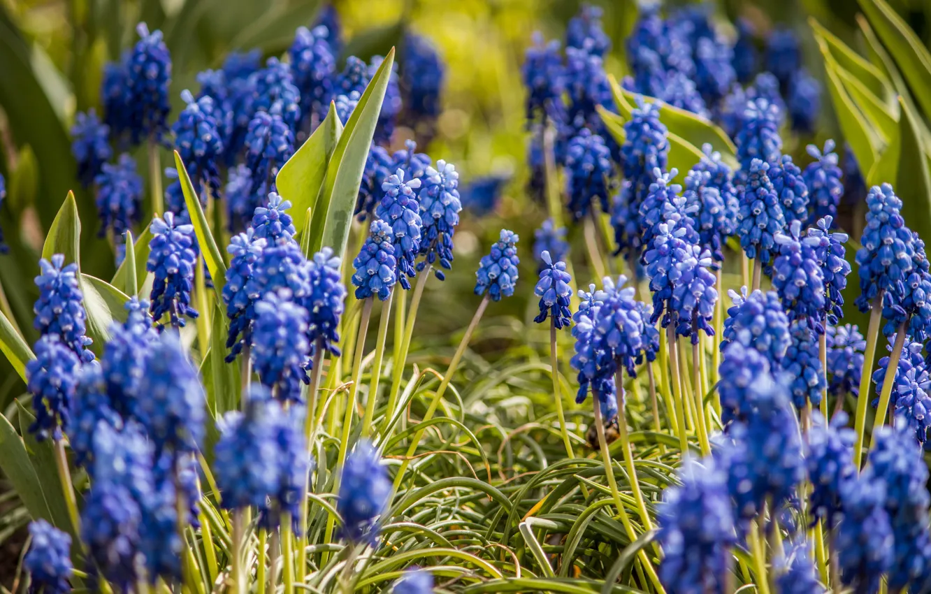 Photo wallpaper flowers, spring, flowerbed, path, lilac, bokeh, Muscari, hyacinth mouse