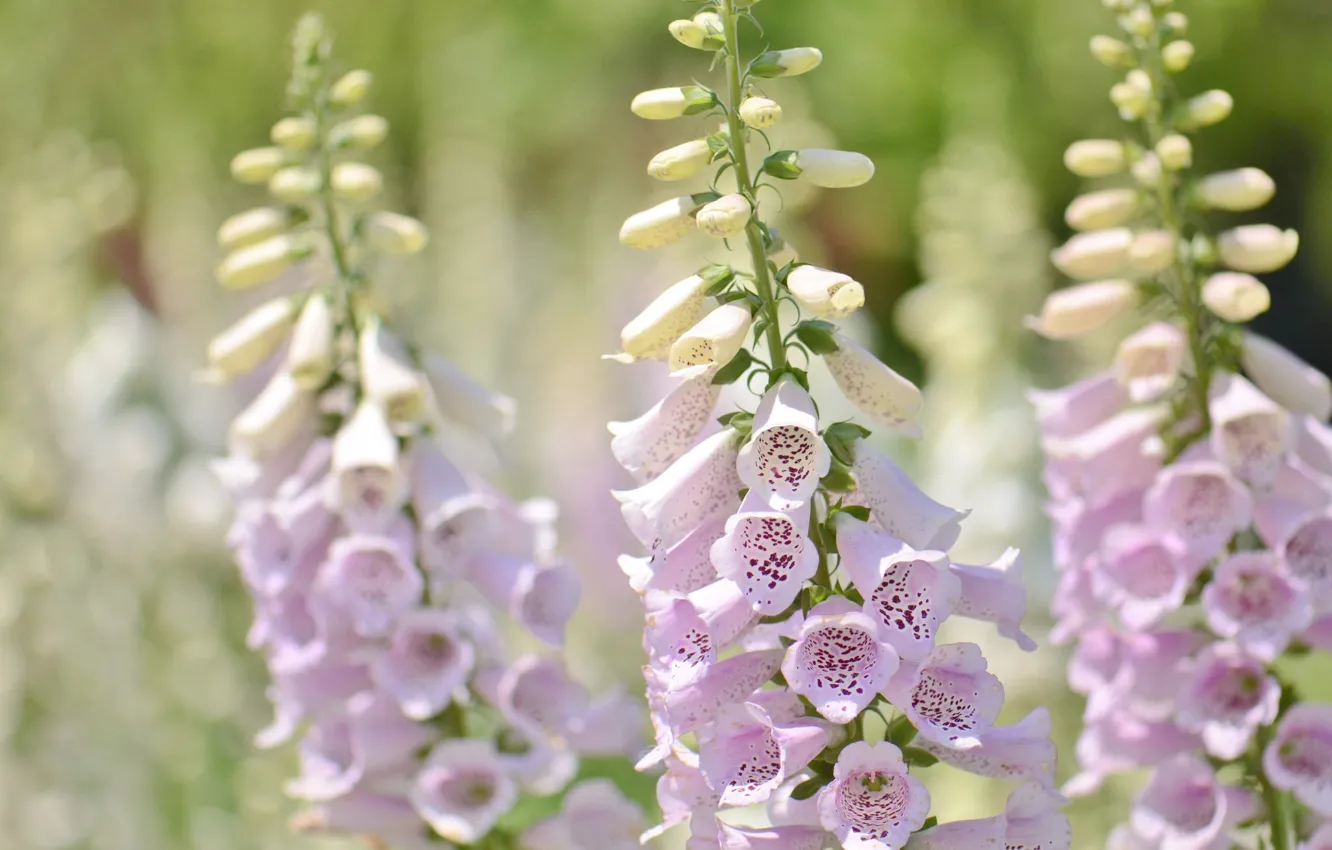 Photo wallpaper macro, digitalis, digitalis