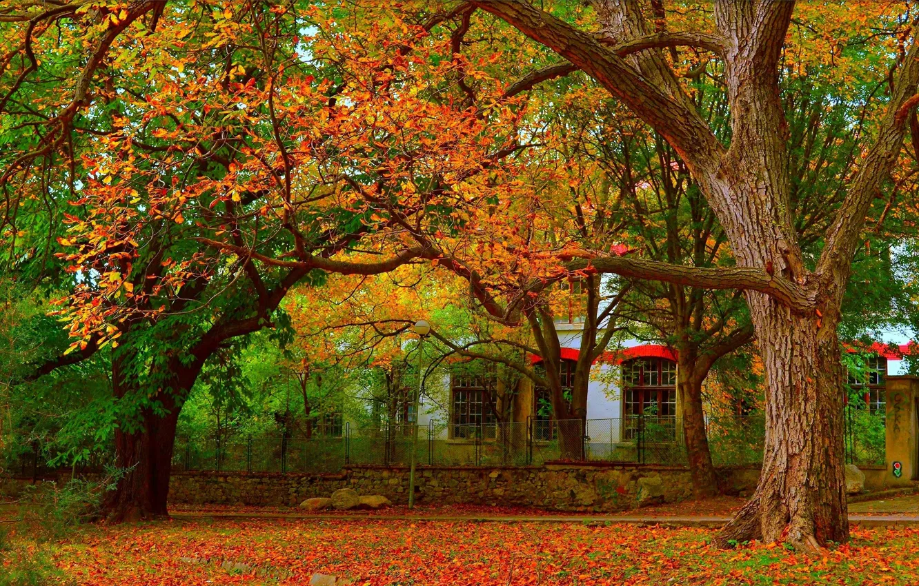 Photo wallpaper Autumn, Trees, Fall, Foliage, Autumn, Colors, Leaves
