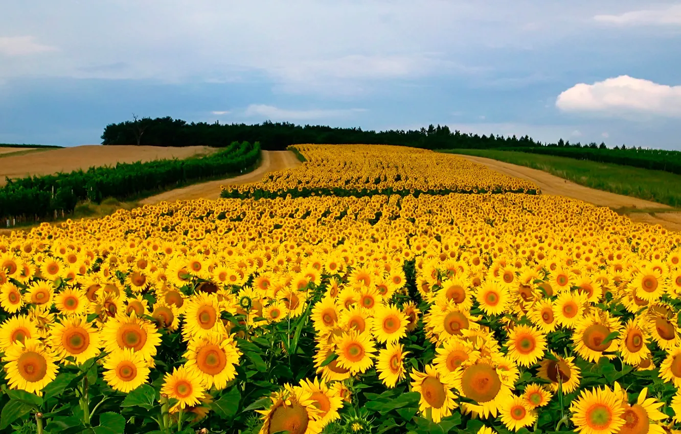 Photo wallpaper field, sunflowers, yellow, bokeh