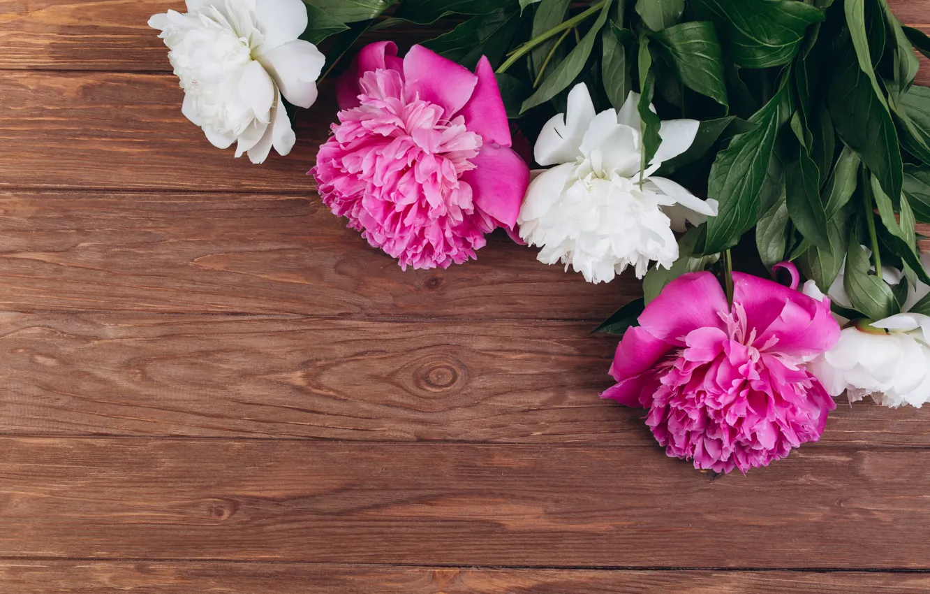 Photo wallpaper flowers, pink, white, white, wood, pink, flowers, peonies