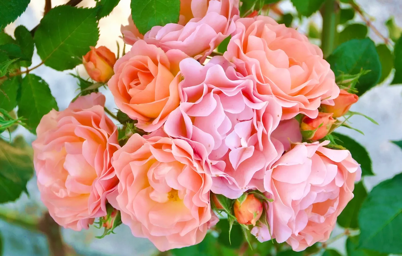 Photo wallpaper roses, petals, buds