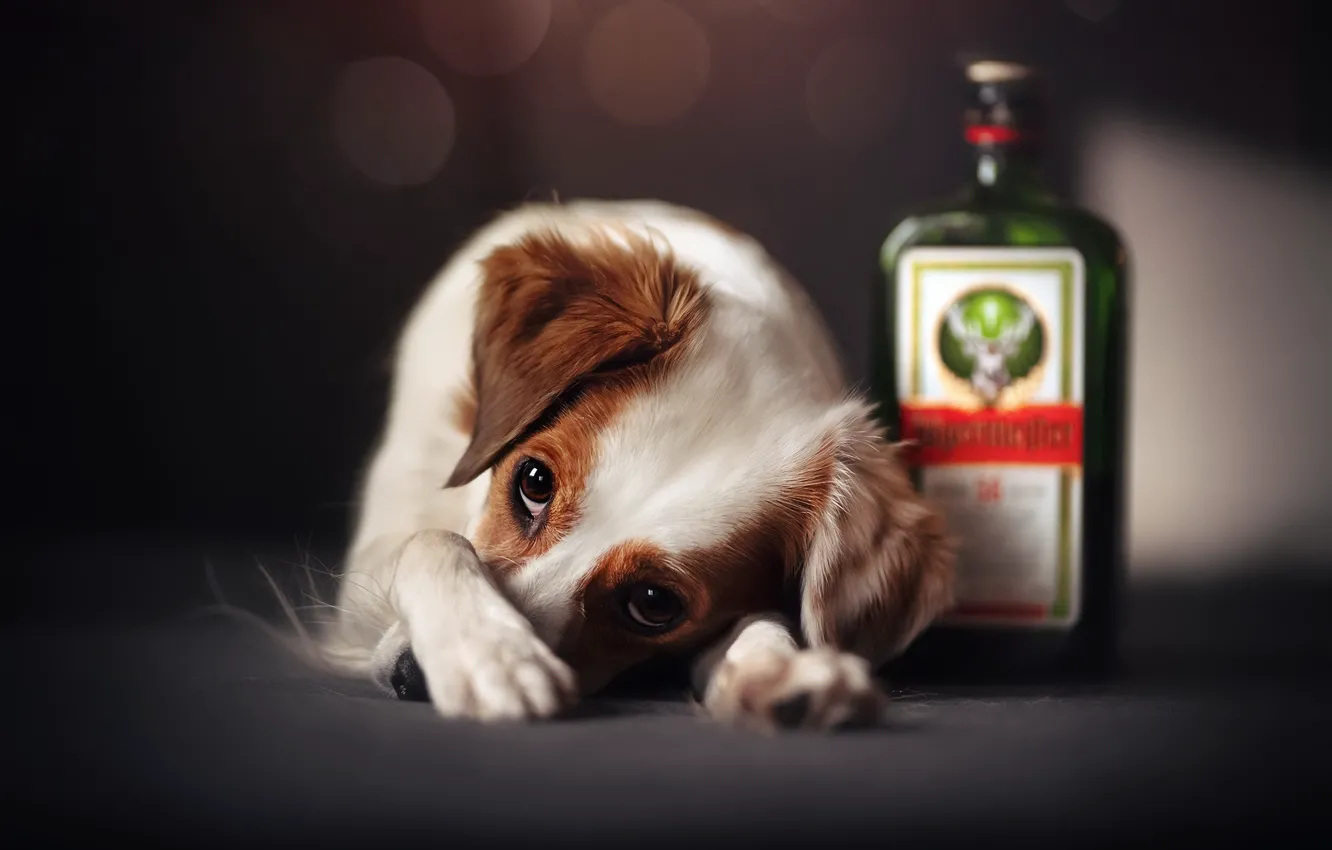 Photo wallpaper look, each, dog