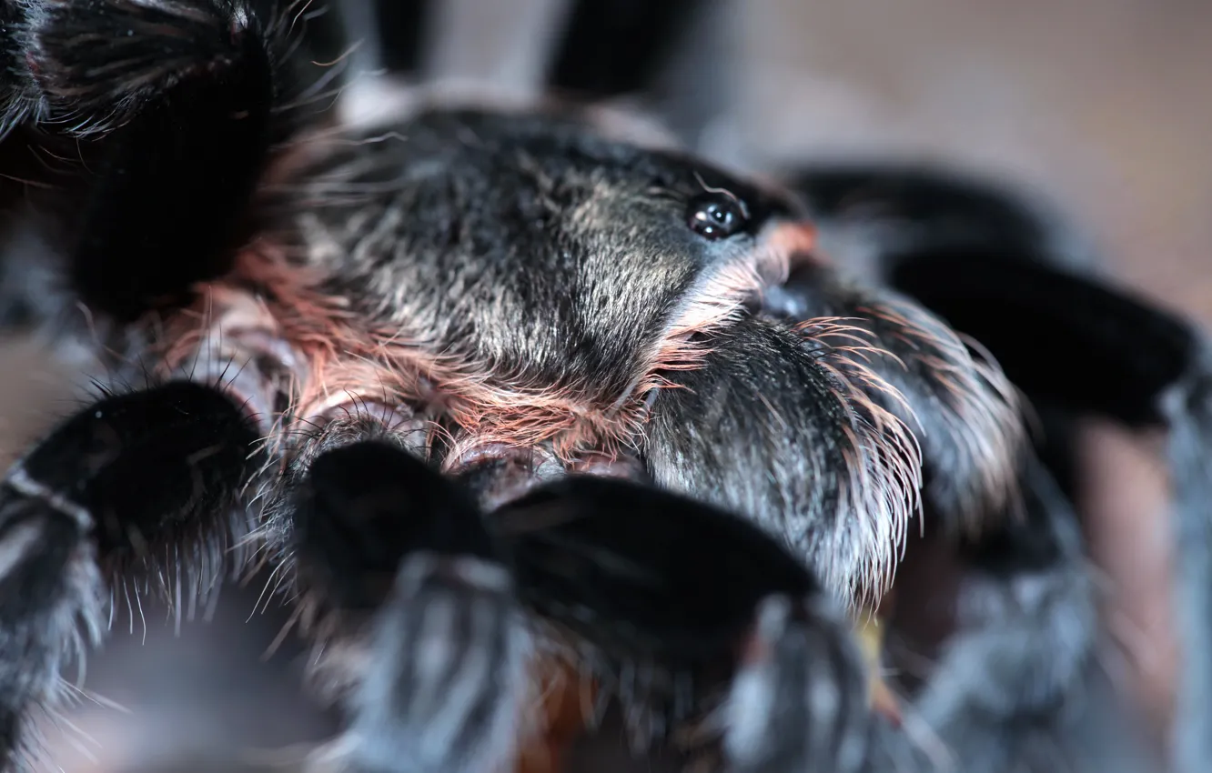 Photo wallpaper eyes, Spider, hairs
