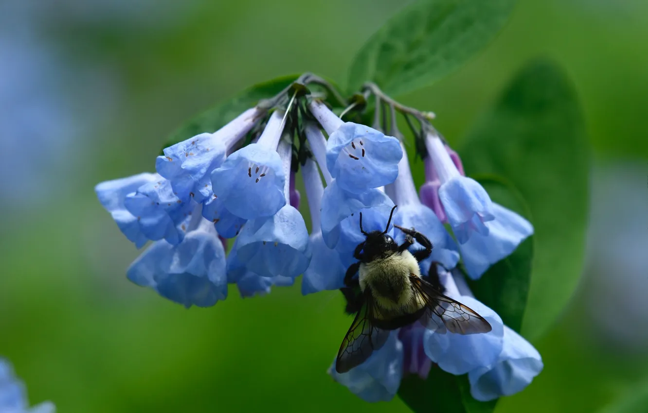 Photo wallpaper macro, flowers, bee, blue, OSA, insect, mertensia