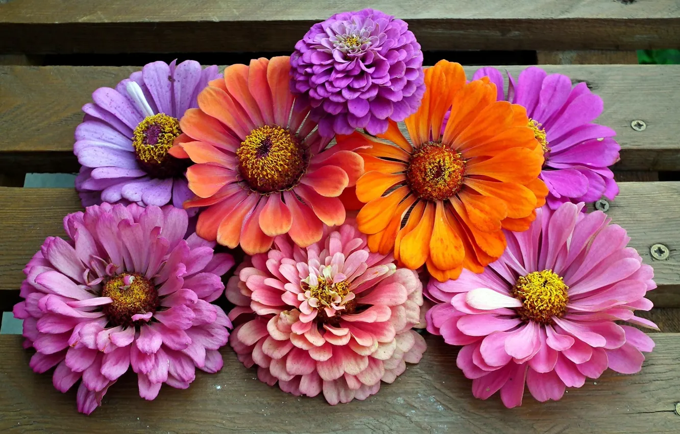 Photo wallpaper flowers, bouquet, zinnia