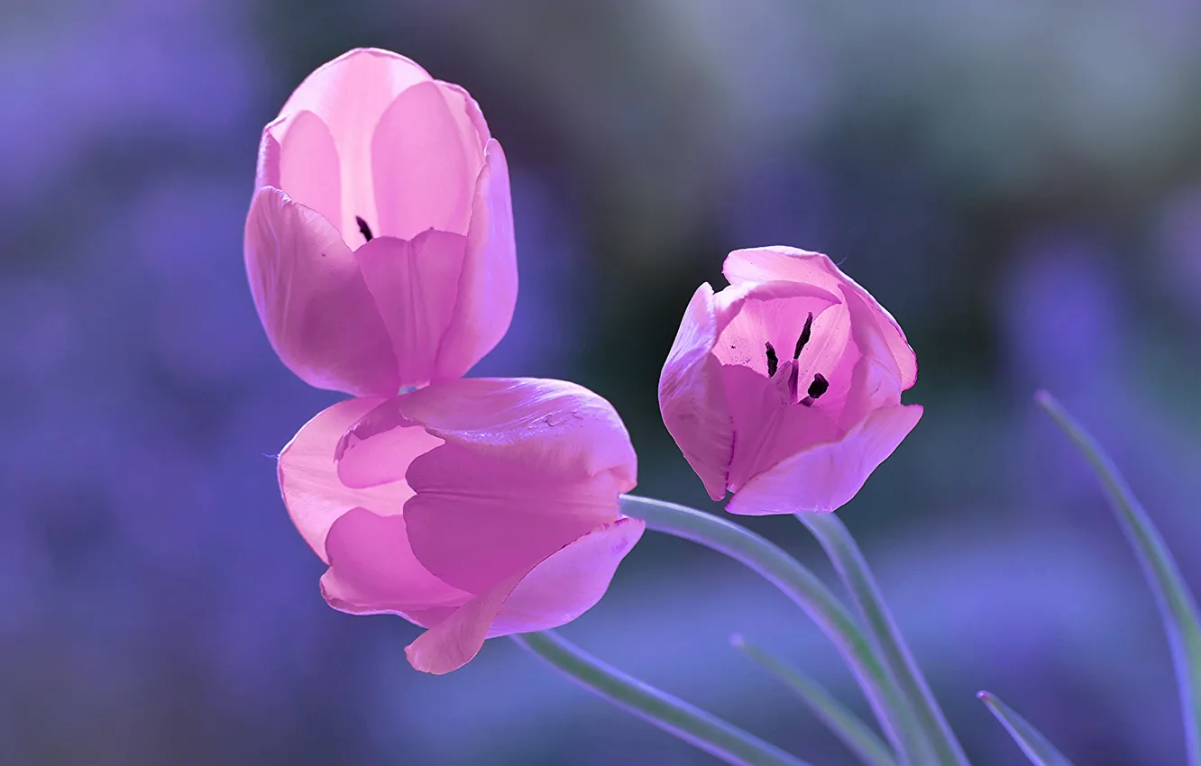 Photo wallpaper background, tulips, trio, buds