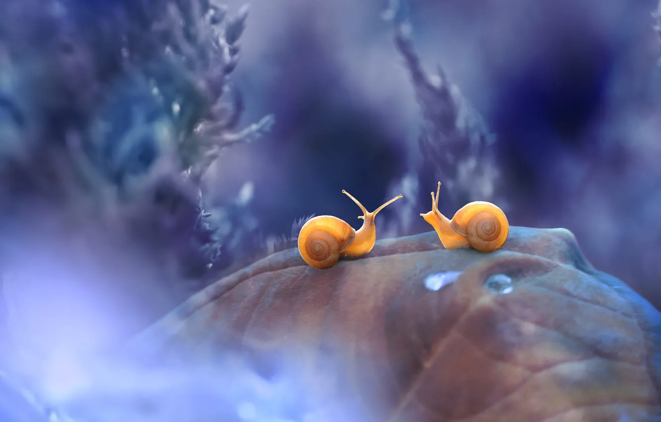 Photo wallpaper light, leaf, plant, snail, a couple, bokeh, lilac background