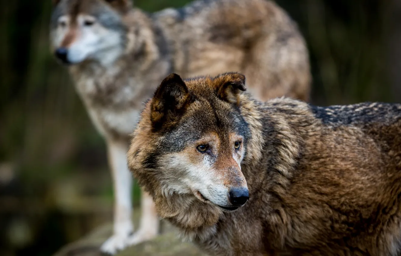 Photo wallpaper predators, wolves, wildlife