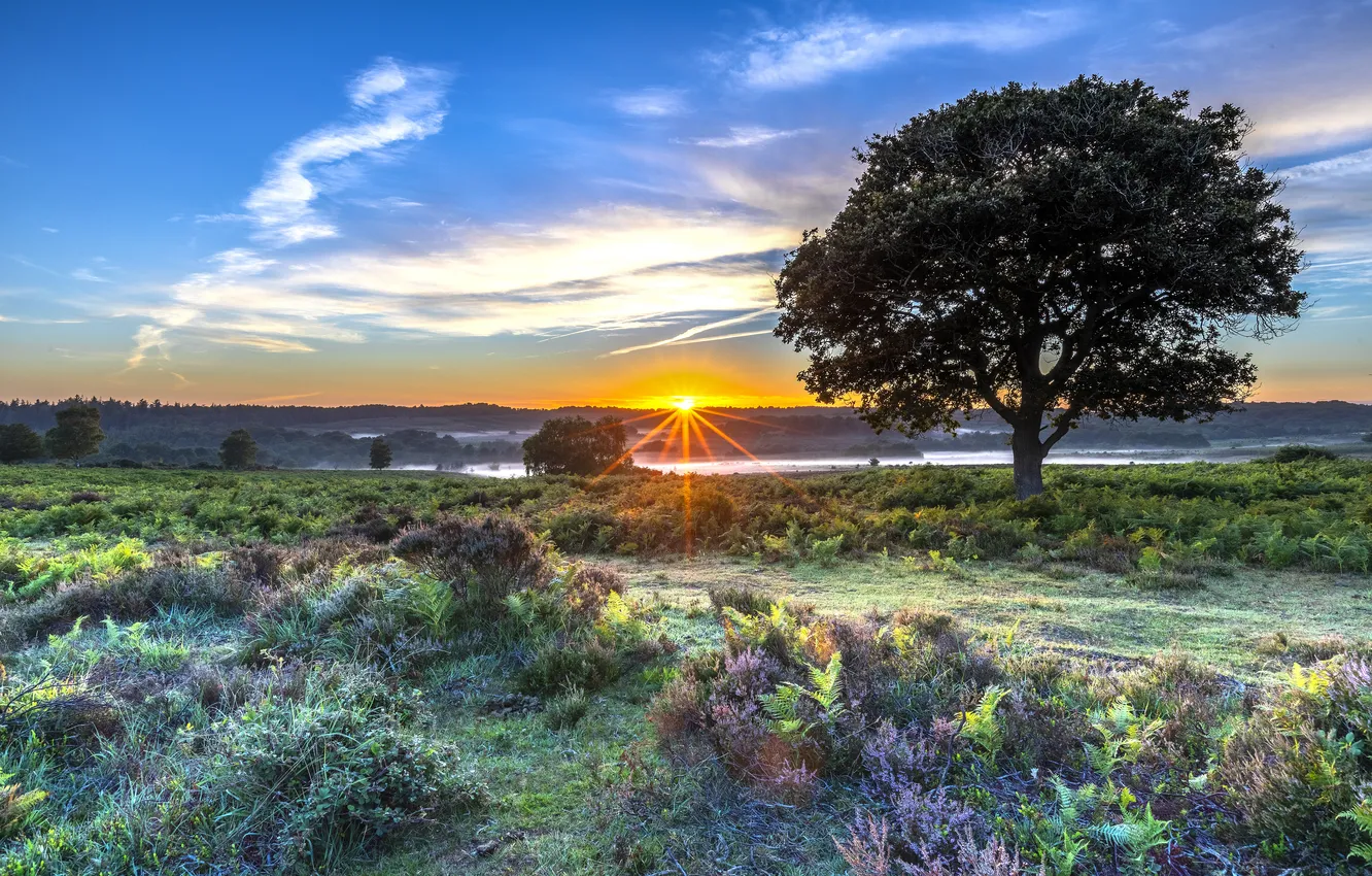 Photo wallpaper field, the sky, clouds, rays, trees, sunset, blue, dal