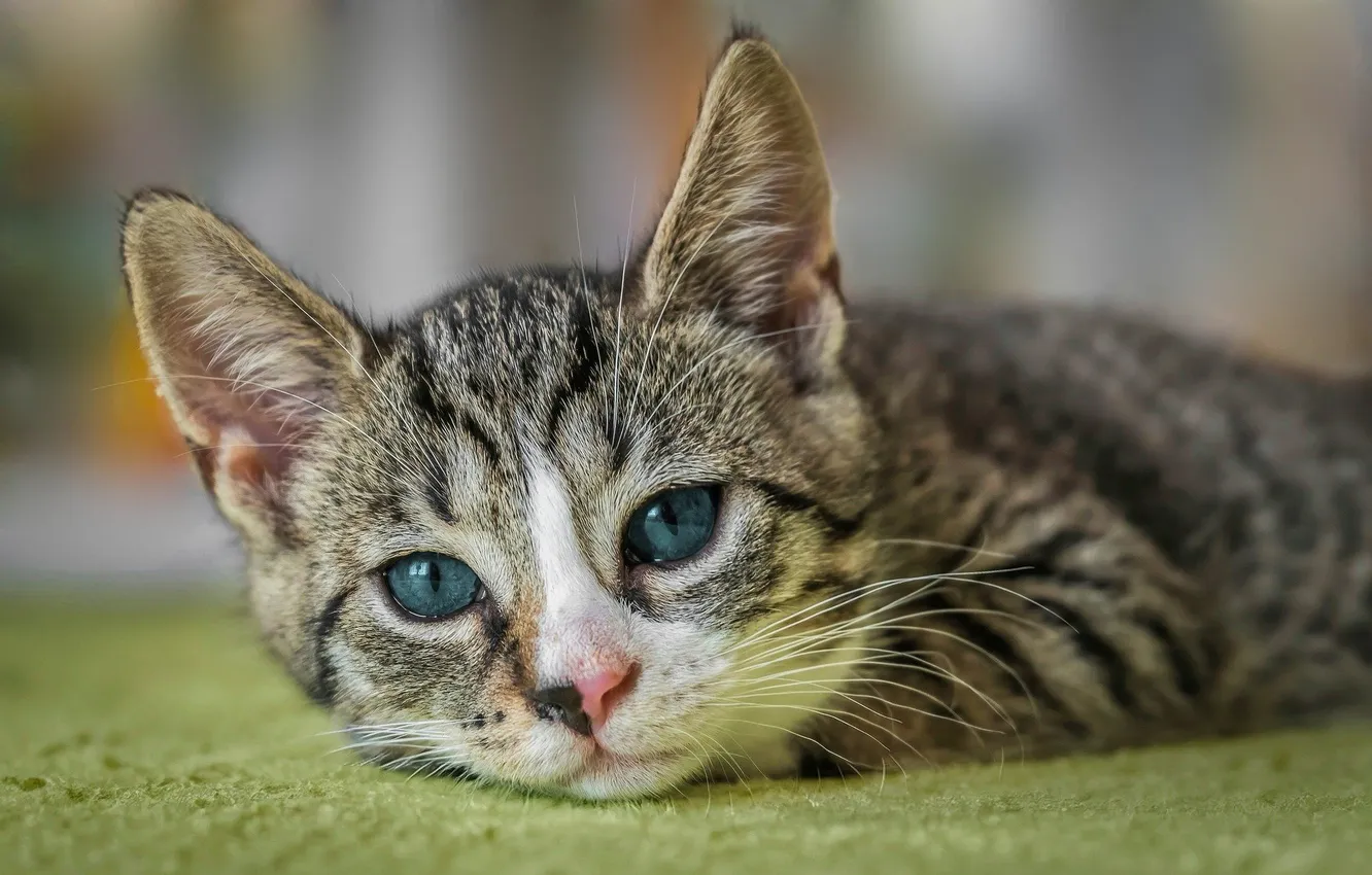 Photo wallpaper animal, cat, blue eyes, bokeh