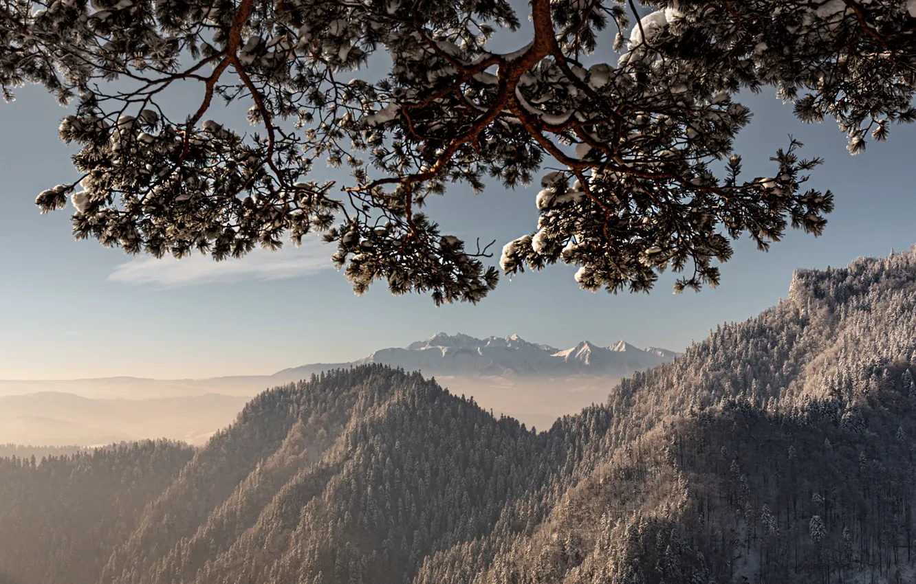 Photo wallpaper winter, the sky, light, snow, trees, branches, fog, branch