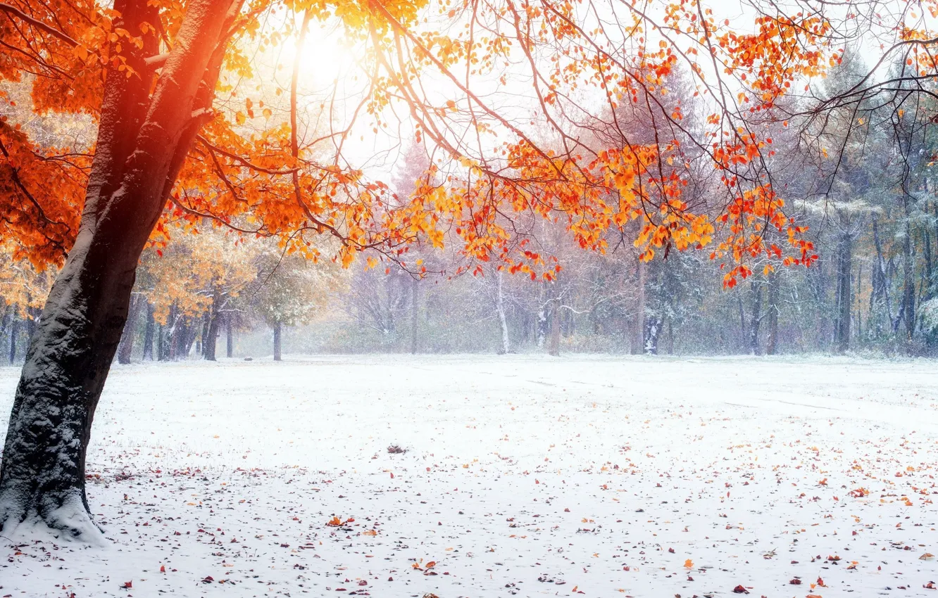 Photo wallpaper winter, snow, Park, yellow leaves