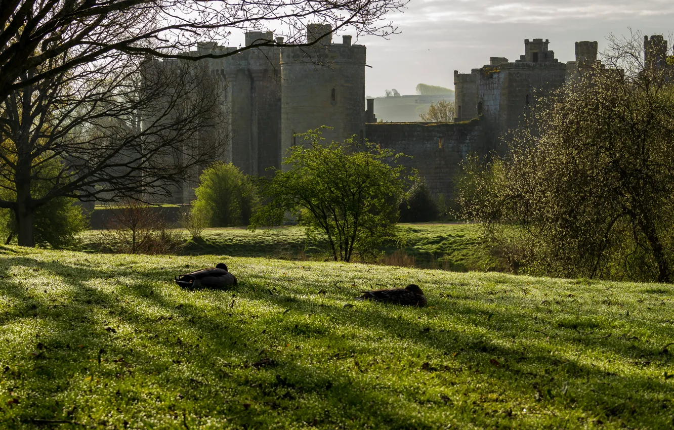 Photo wallpaper grass, trees, castle, field, England, Bodiam Castle