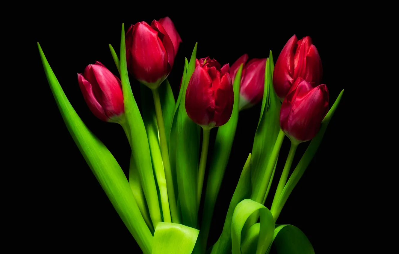 Photo wallpaper flowers, tulips, red tulips