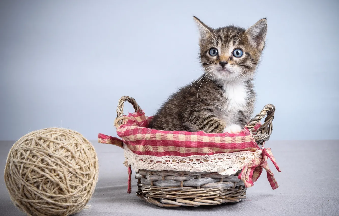 Photo wallpaper tangle, basket, baby, kitty