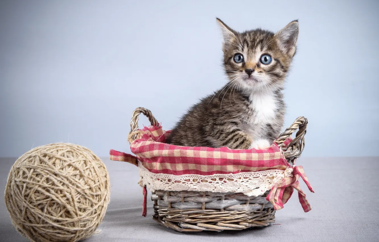 Photo wallpaper tangle, kitty, basket, baby