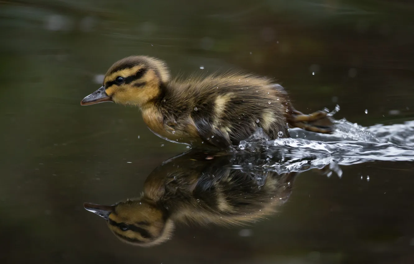Photo wallpaper water, squirt, speed, little duck