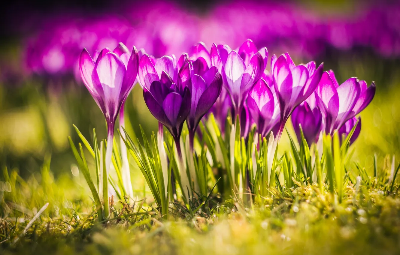 Photo wallpaper flowers, nature, meadow, crocuses, weed, nature, flowers, Crocuses