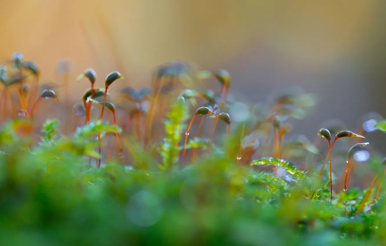 Photo wallpaper greens, nature, plant, Rostock