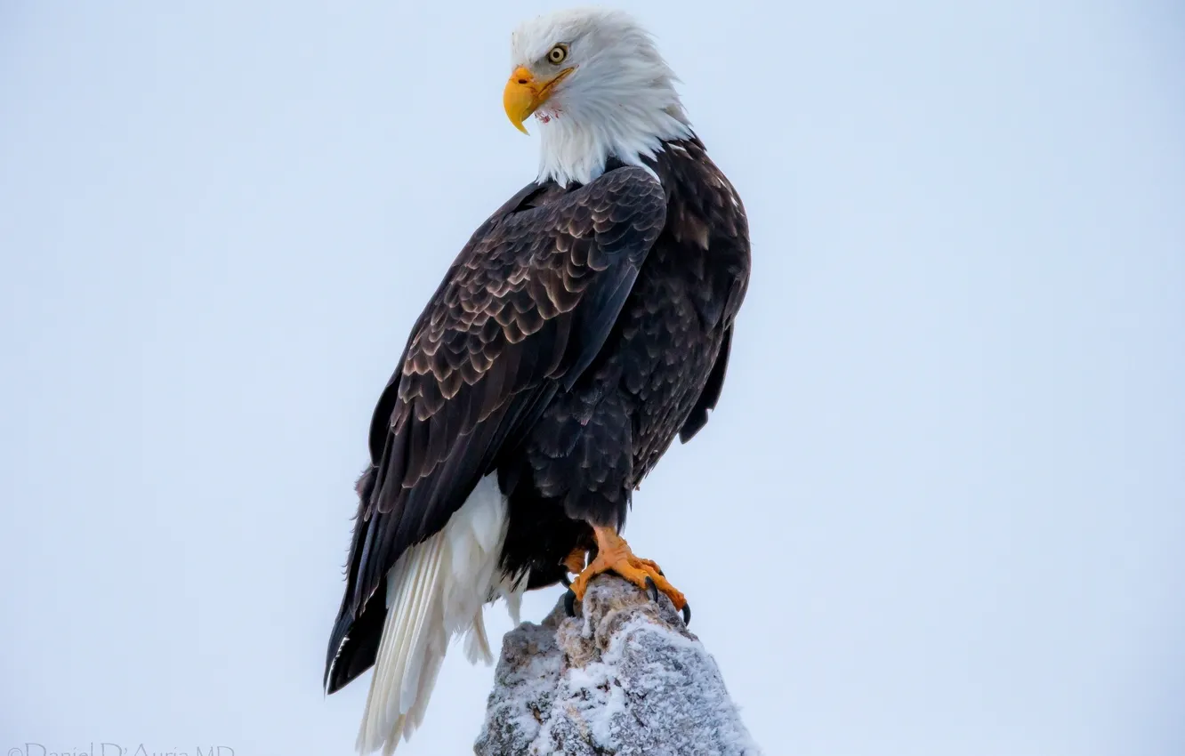 Photo wallpaper close-up, bird, animal, bald eagle
