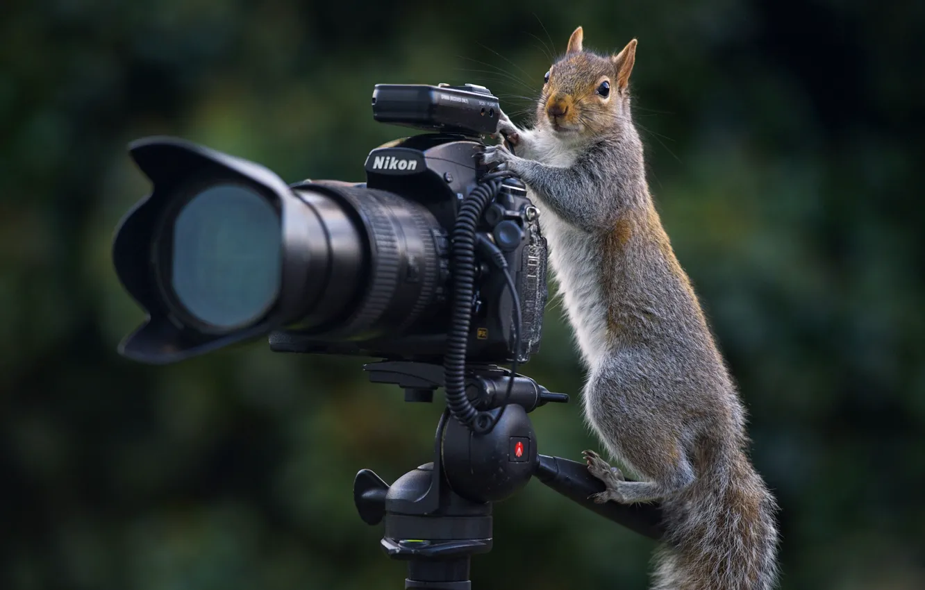Photo wallpaper pose, the dark background, grey, protein, the camera, photographer, lens, stand