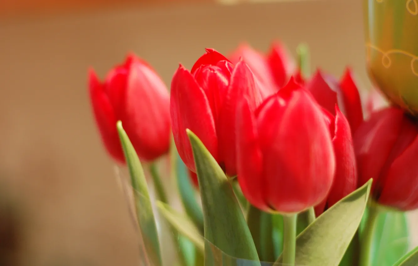 Photo wallpaper leaves, macro, flowers, red, background, widescreen, Wallpaper, petals