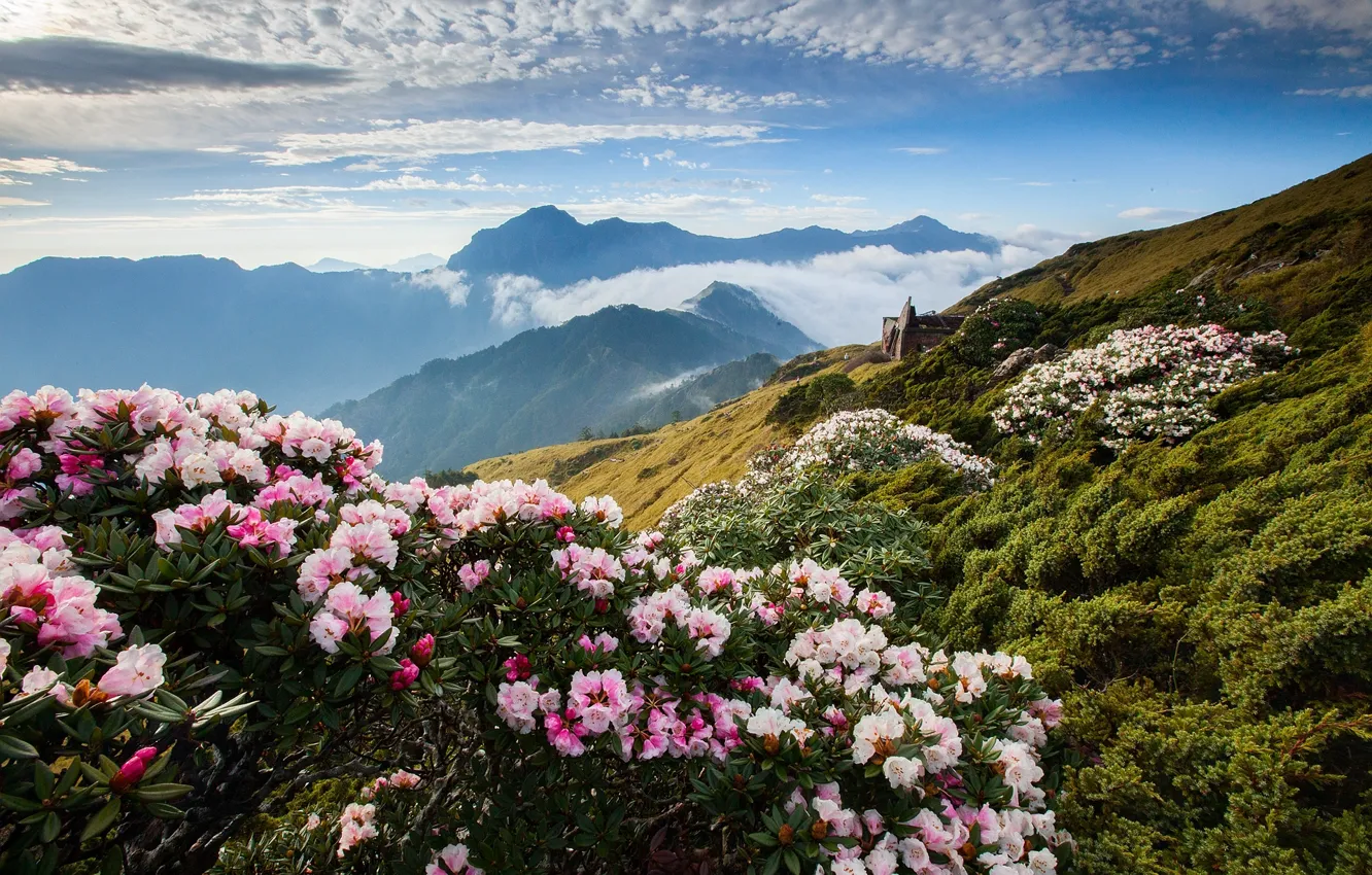 Photo wallpaper clouds, flowers, mountains, rhododendron, Azalea
