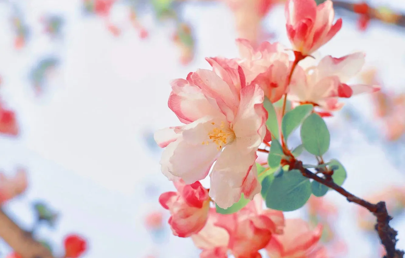 Photo wallpaper flowers, spring, Apple, flowering