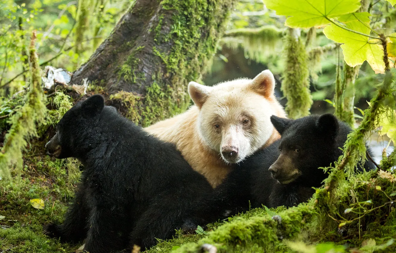 Photo wallpaper animal, Black Bear, Kermode bear, Spirit bear