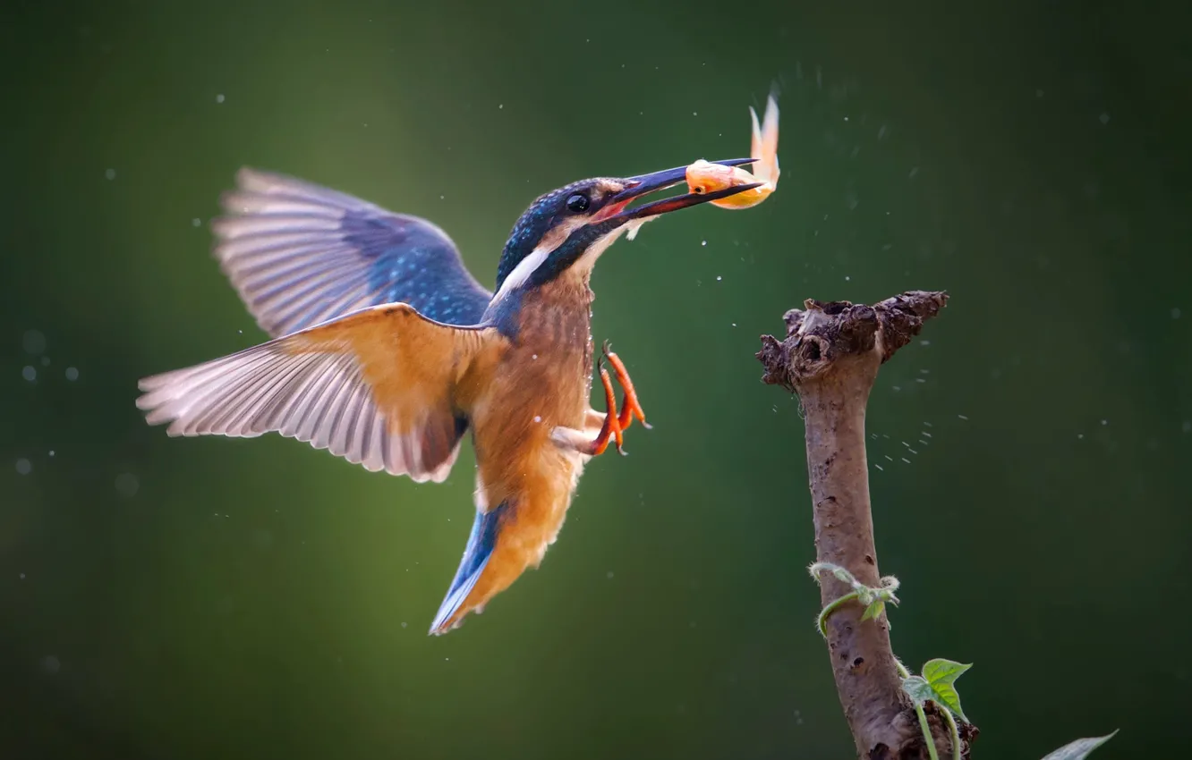 Photo wallpaper fish, Kingfisher, kingfisher, catch