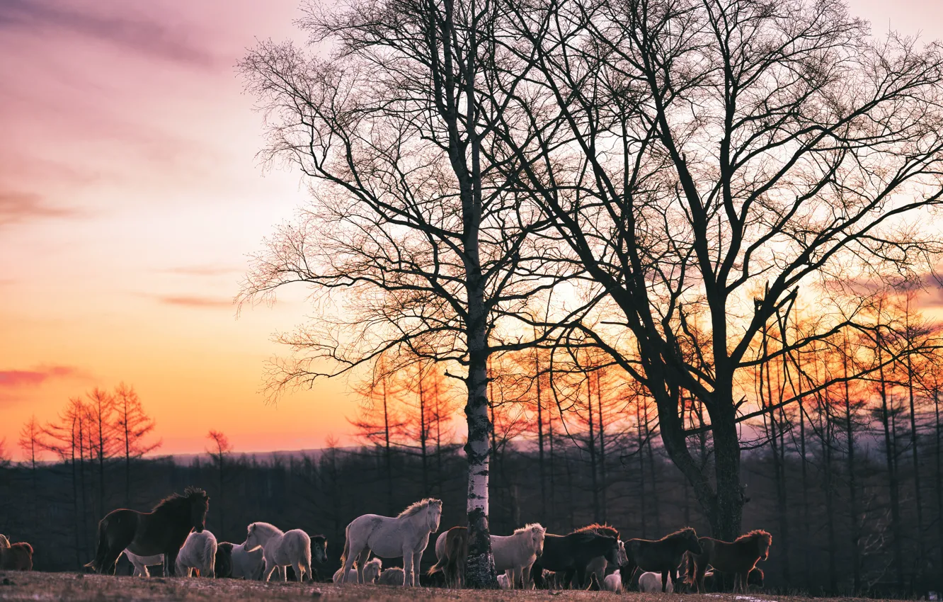 Photo wallpaper field, forest, the sky, trees, branches, horse, dawn, horse