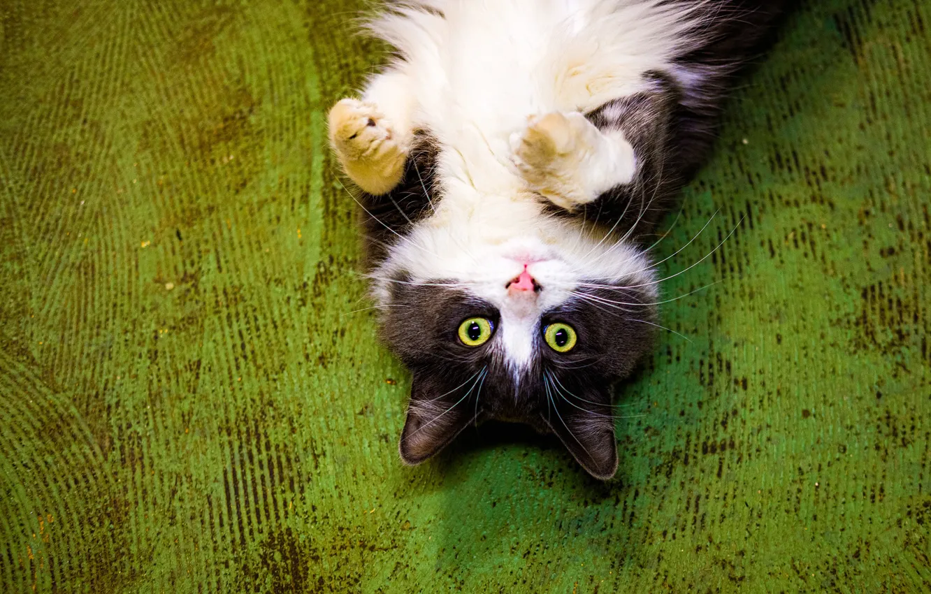 Photo wallpaper cat, look, background, legs, muzzle, fluffy, cat