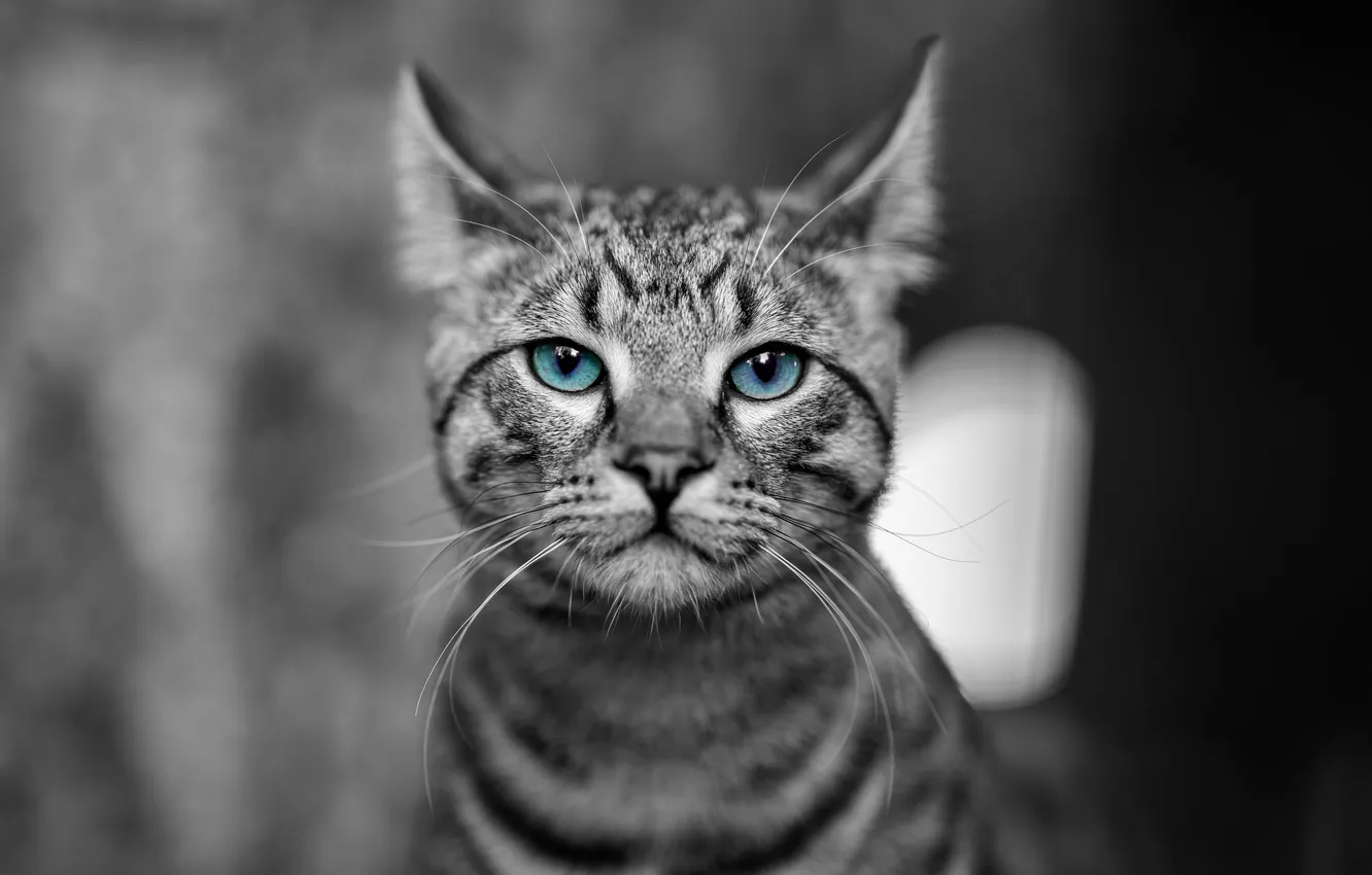 Photo wallpaper cat, cat, look, pose, portrait, blue eyes, grey background, face