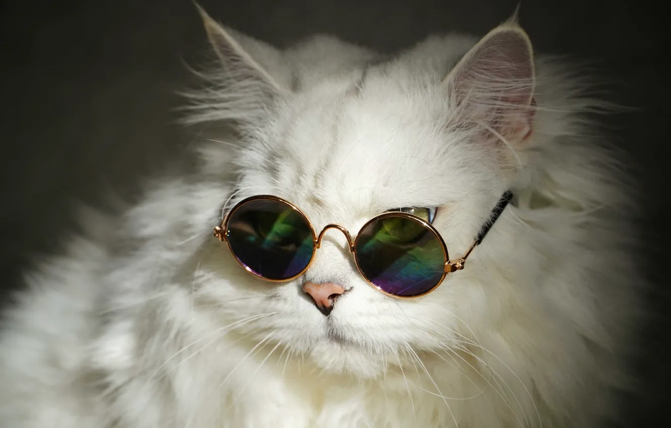 Photo wallpaper white, cat, fluffy, glasses, British