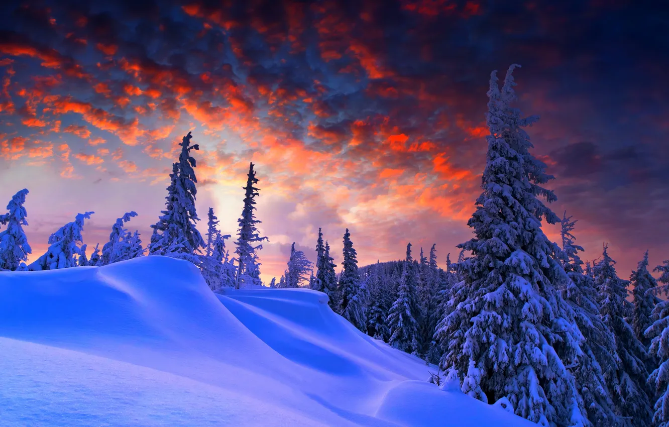 Photo wallpaper winter, forest, the sky, clouds, snow, landscape, sunset, nature